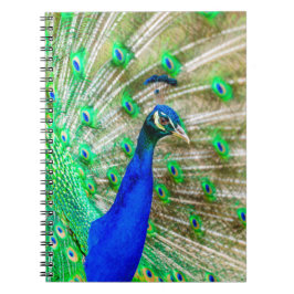 Cuaderno Desplome de pavo real
