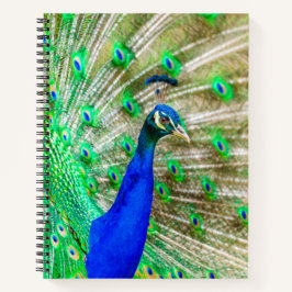 Cuaderno Desplome de pavo real