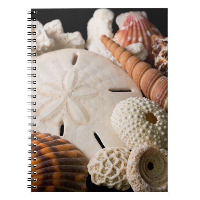 Cuaderno Detalle De Conchas Marinas De Todo El Mundo (Frente)