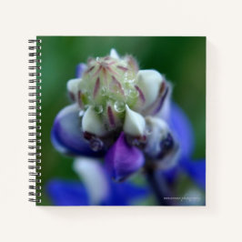 Cuaderno Dew Dappling Lupine