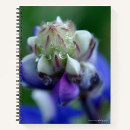 Cuaderno Dew Dappling Lupine