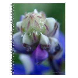 Cuaderno Dew Dappling Lupine