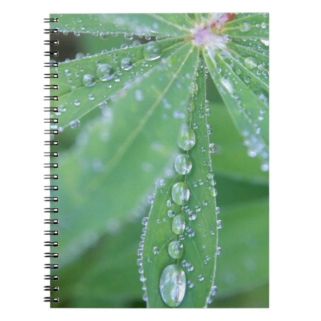 Cuaderno Dewdrop (Frente)