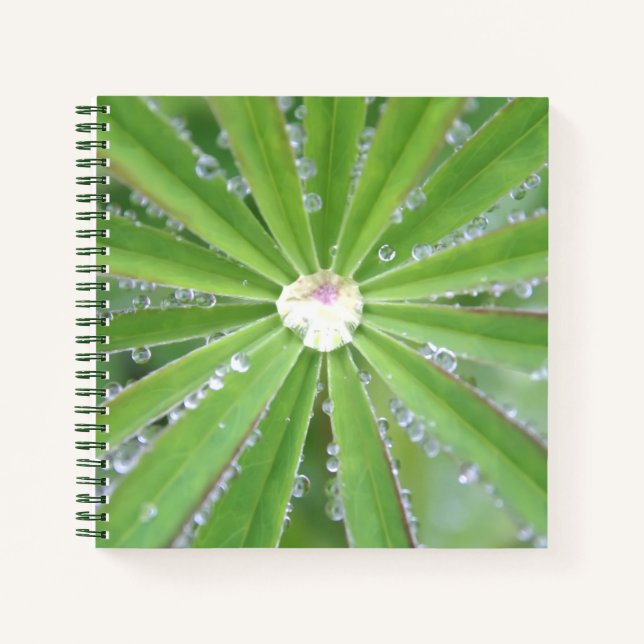Cuaderno Dewdrop (Anverso)