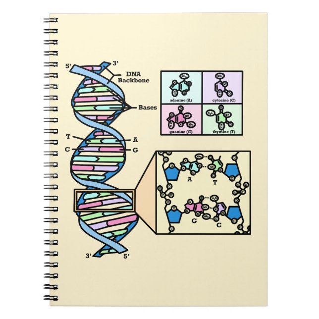 Cuaderno Diagrama de ADN (Frente)