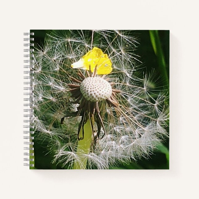 Cuaderno Diardelio cutáneo (Anverso)