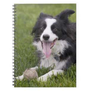 Cuaderno Diario de Perro Cachorro de Border Collie de Amor