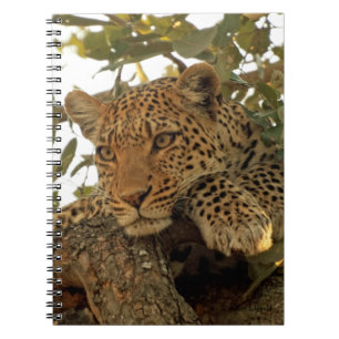 Cuaderno Diario pensativo del leopardo