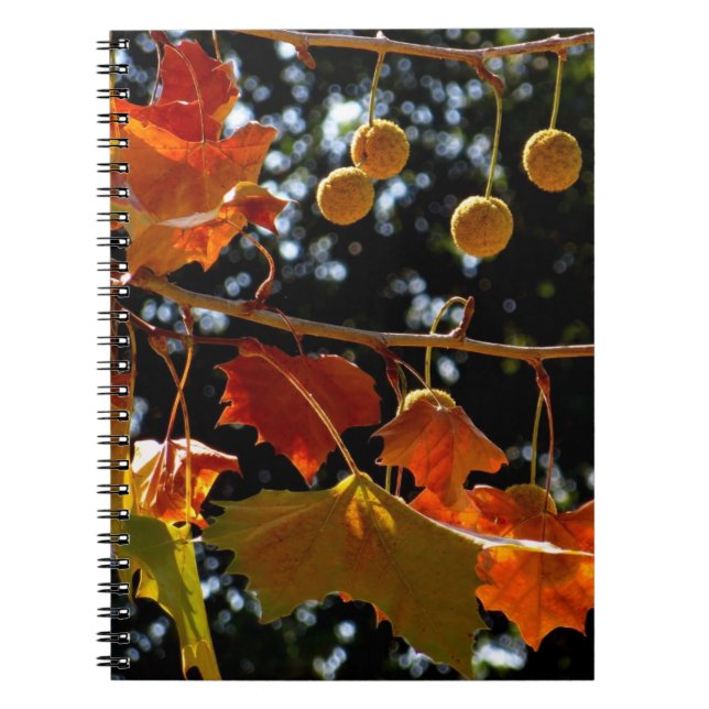 Cuaderno / Diario personal - Sicómoro y otoño (Frente)