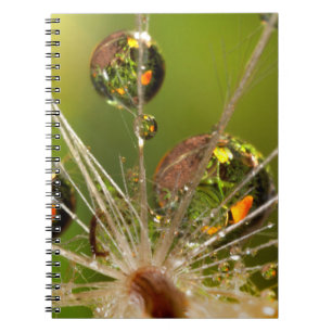 Cuaderno Diente de León Y Gotitas de Agua