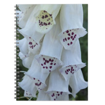 Digitalis Floral Blanca con Manchas Rosadas
