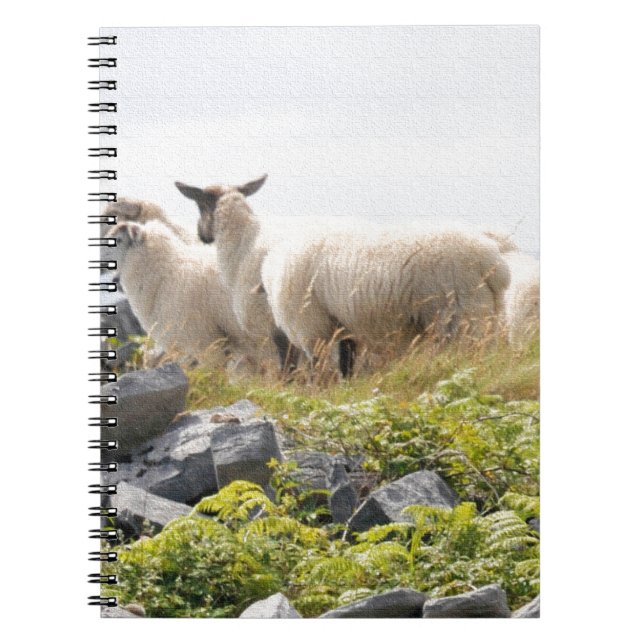 Cuaderno Diseños peculiares - ovejas en un campo (Frente)