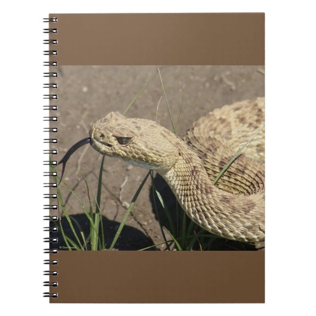 Cuaderno Disparo a la cabeza de serpiente de cascabel de pr (Frente)
