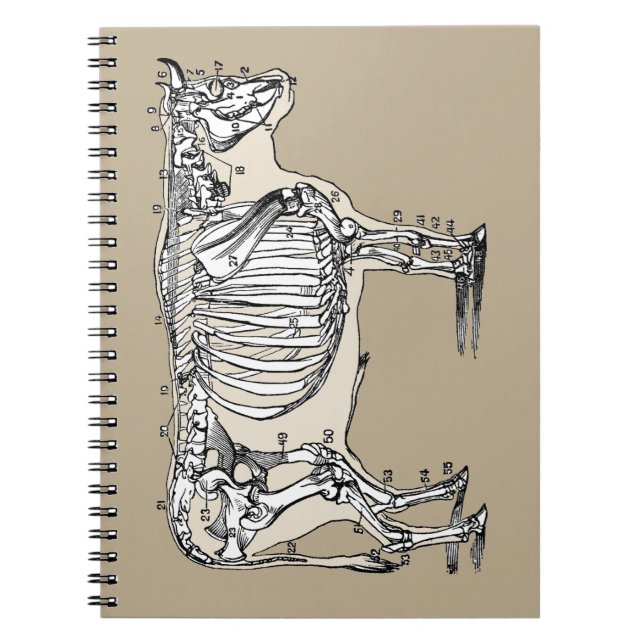 Cuaderno Diversión de los huesos del esqueleto de la vaca a (Frente)