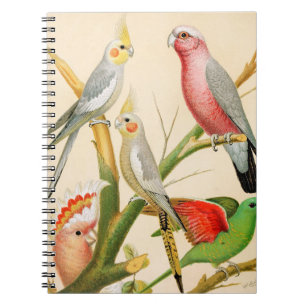 Cuaderno Diversos paracaídas