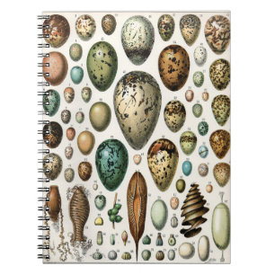 Cuaderno Diversos tipos de Ilustracion científico del huevo