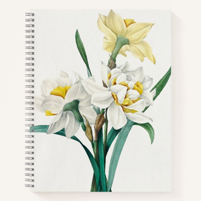 Cuaderno Doble Narciso, Pierre-Joseph Redouté, 1827 (Anverso)