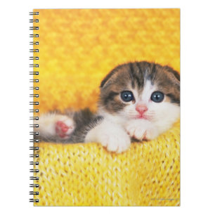 Cuaderno Doblez del escocés; es una raza del gato con un