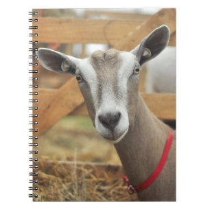 Cuaderno Doe de cabra lechera de Togo