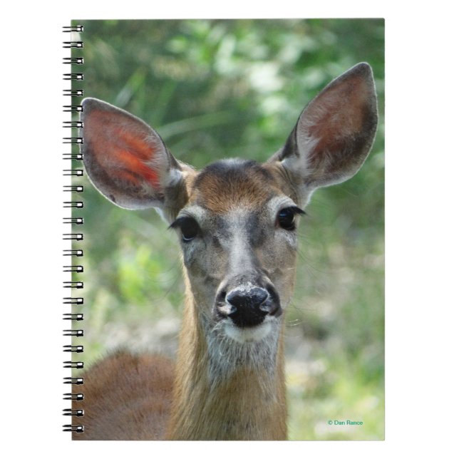 Cuaderno Doe de ciervo de cola blanca D33 (Frente)