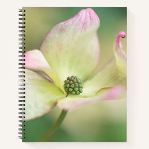 Cuaderno Dogwood Blossom   Cornus Kousa 'Miss Satomi'
