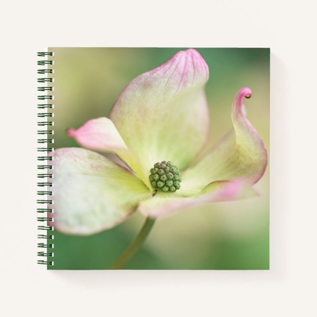 Cuaderno Dogwood Blossom | Cornus Kousa 'Miss Satomi' (Anverso)