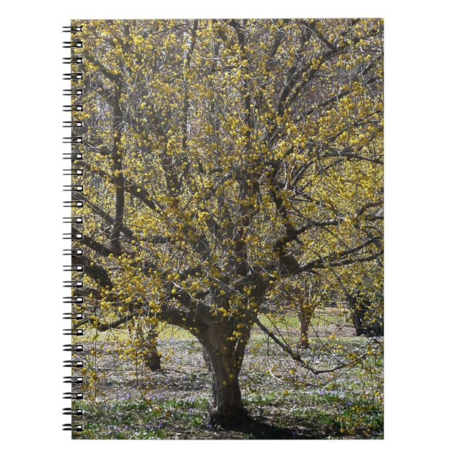 Cuaderno Dogwood de cerezo corneliano y gloria de la nieve (Frente)