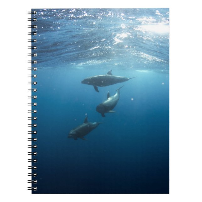 Cuaderno Dolphin Family Underwater (Frente)