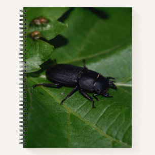 Cuaderno Dorcus parallelipipedus , el escarabajo de menor t