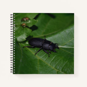 Cuaderno Dorcus parallelipipedus , el escarabajo de menor t