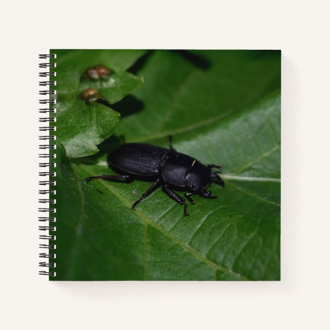 Cuaderno Dorcus parallelipipedus , el escarabajo de menor t (Anverso)