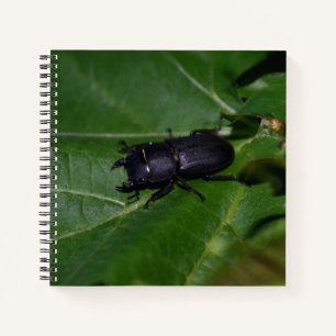 Cuaderno Dorcus parallelipipedus , el escarabajo de menor t