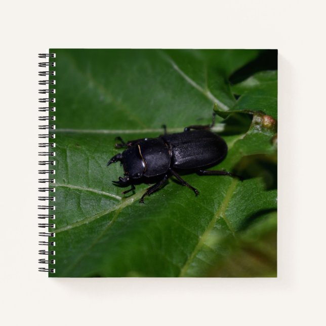 Cuaderno Dorcus parallelipipedus , el escarabajo de menor t (Anverso)