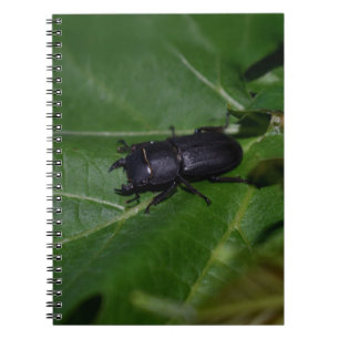 Cuaderno Dorcus parallelipipedus , el escarabajo de menor t