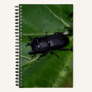 Cuaderno Dorcus parallelipipedus , el escarabajo de menor t