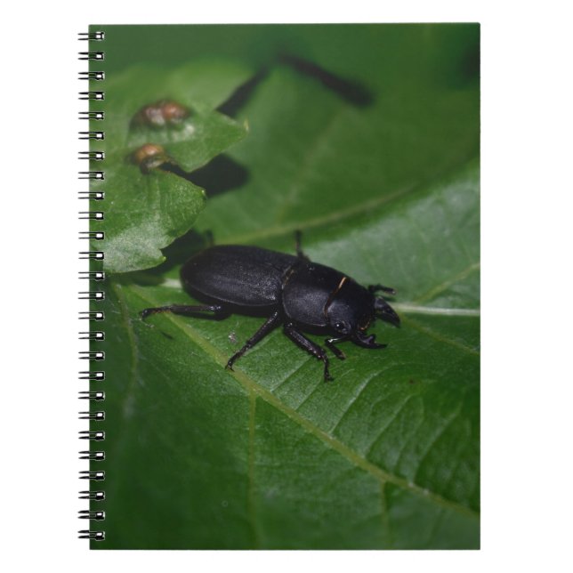 Cuaderno Dorcus parallelipipedus , el escarabajo de menor t (Frente)