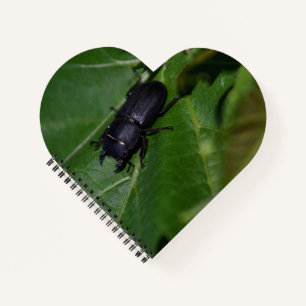 Cuaderno Dorcus parallelipipedus , el escarabajo de menor t