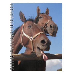 Cuaderno Dos Caballos de Bahía, Caballo Sticendo La Lengua