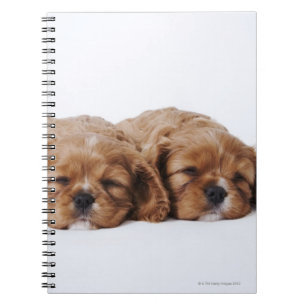 Cuaderno Dos cachorros Cavalier King Charles Spaniel