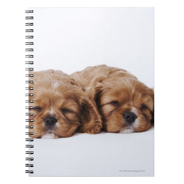 Cuaderno Dos cachorros Cavalier King Charles Spaniel (Frente)