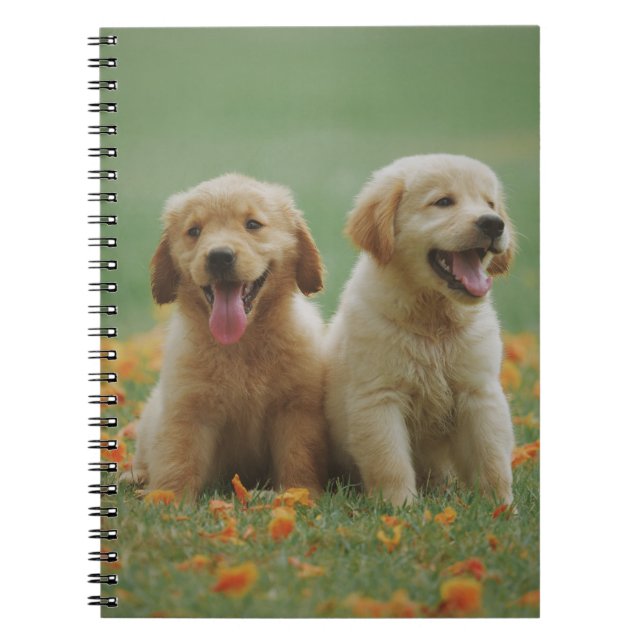 Cuaderno Dos cachorros recuperadores de labrador amarillo (Frente)