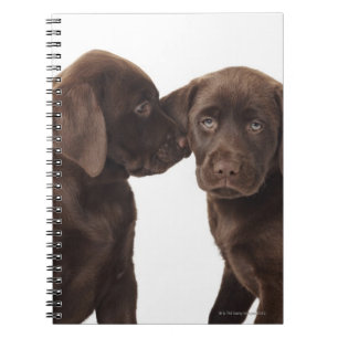 Cuaderno Dos cachorros recuperadores de Labrador de chocola