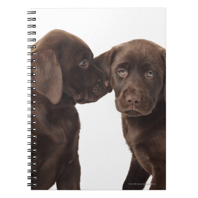 Cuaderno Dos cachorros recuperadores de Labrador de chocola (Frente)