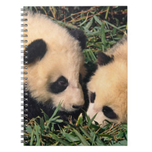Cuaderno Dos crías de panda en el arbusto de bambú, Wolong,