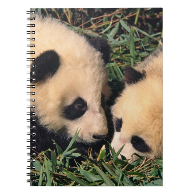 Cuaderno Dos crías de panda en el arbusto de bambú, Wolong, (Frente)