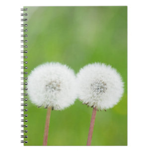 Cuaderno Dos delirios