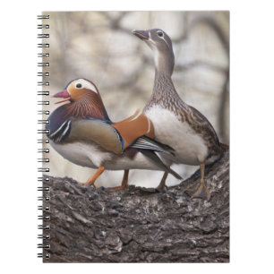 Cuaderno Dos machos compitiendo por una hembra de pato mand