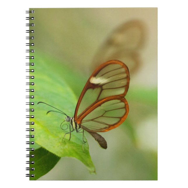 Cuaderno Dos mariposas aladas de vidrio (Frente)