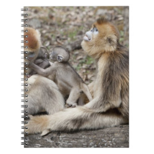 Cuaderno Dos monas doradas hembras con recién nacidos