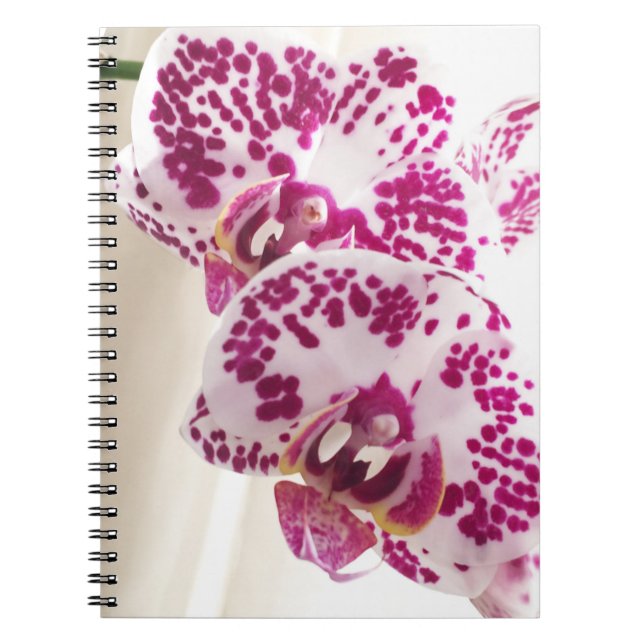 Cuaderno Dos orquídeas blancas y moradas variadas (Frente)